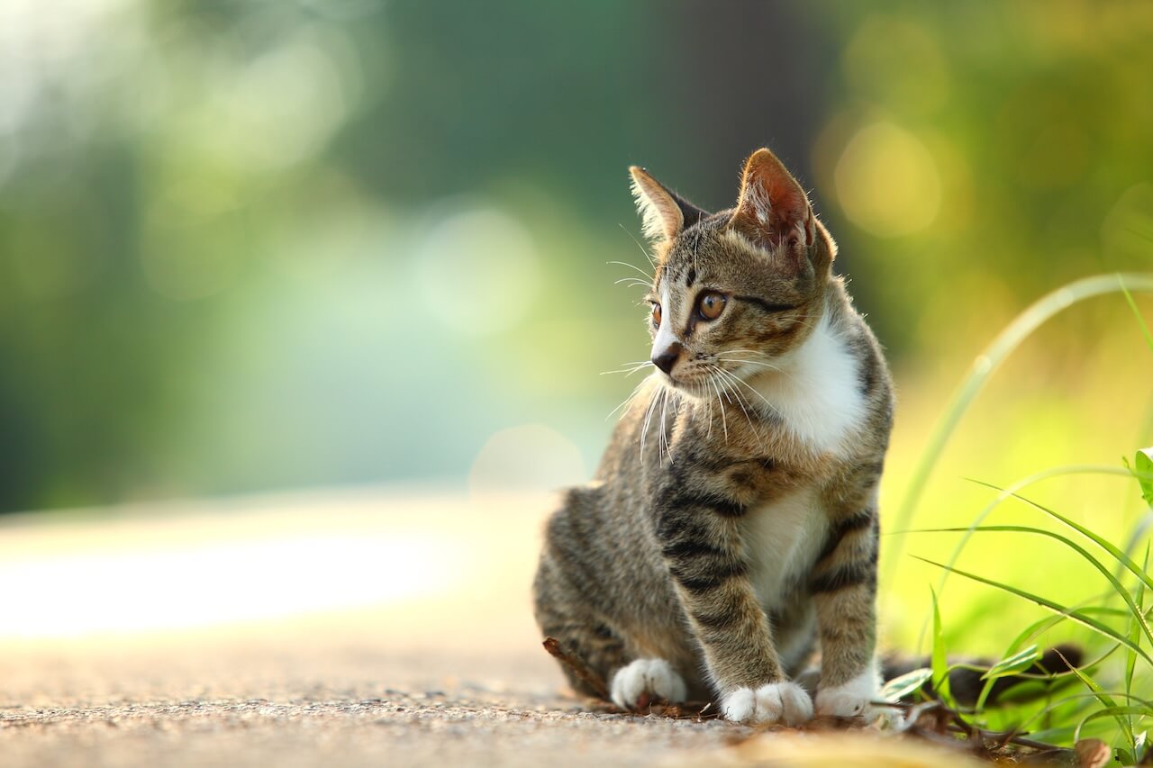 pet hospital in Slidell LA