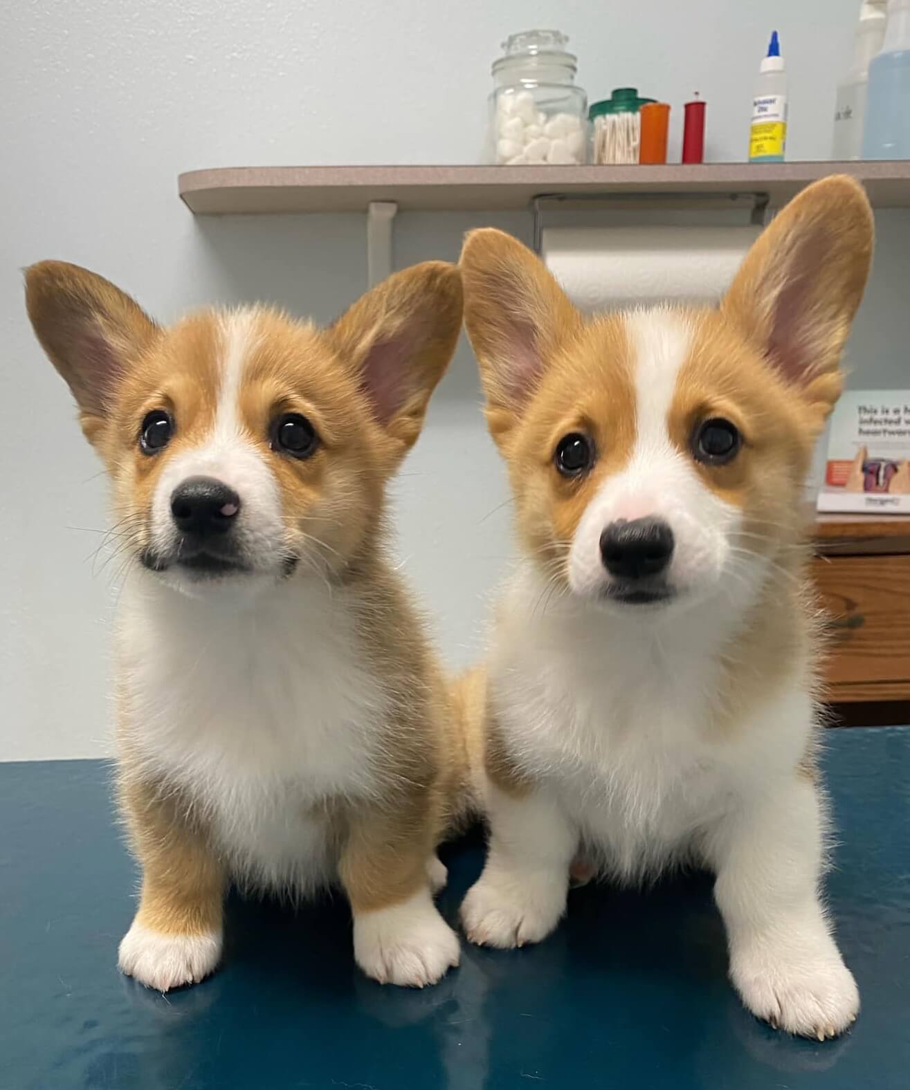 veterinarian in Slidell LA
