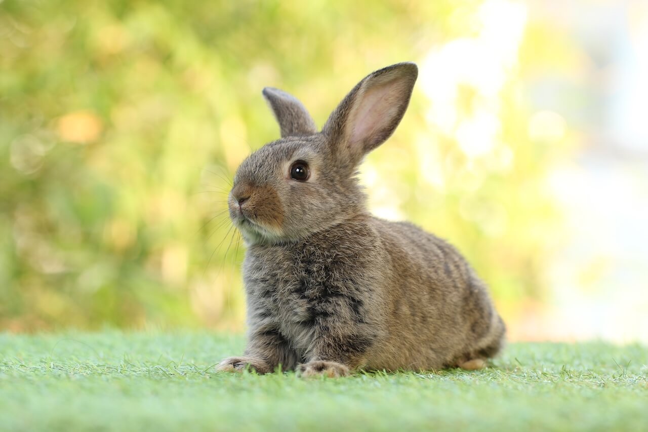 veterinary care in Slidell LA