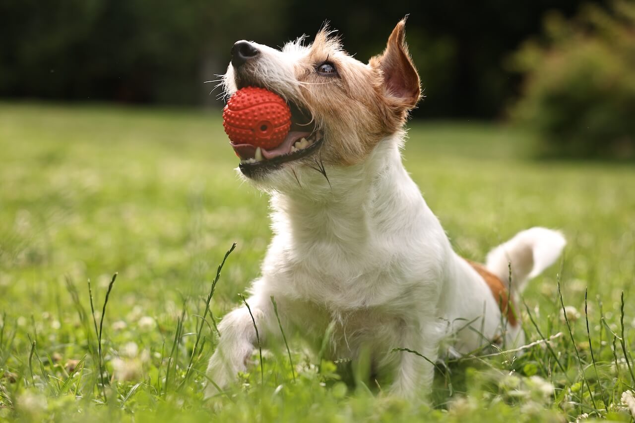 Dog playing with ball in Slidell LA