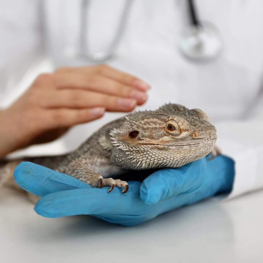 pet clinic in Slidell la 
