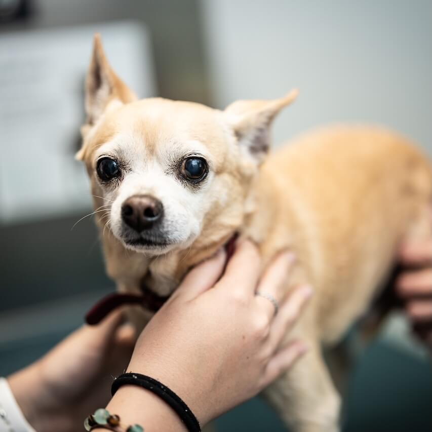 animal clinic in slidell la