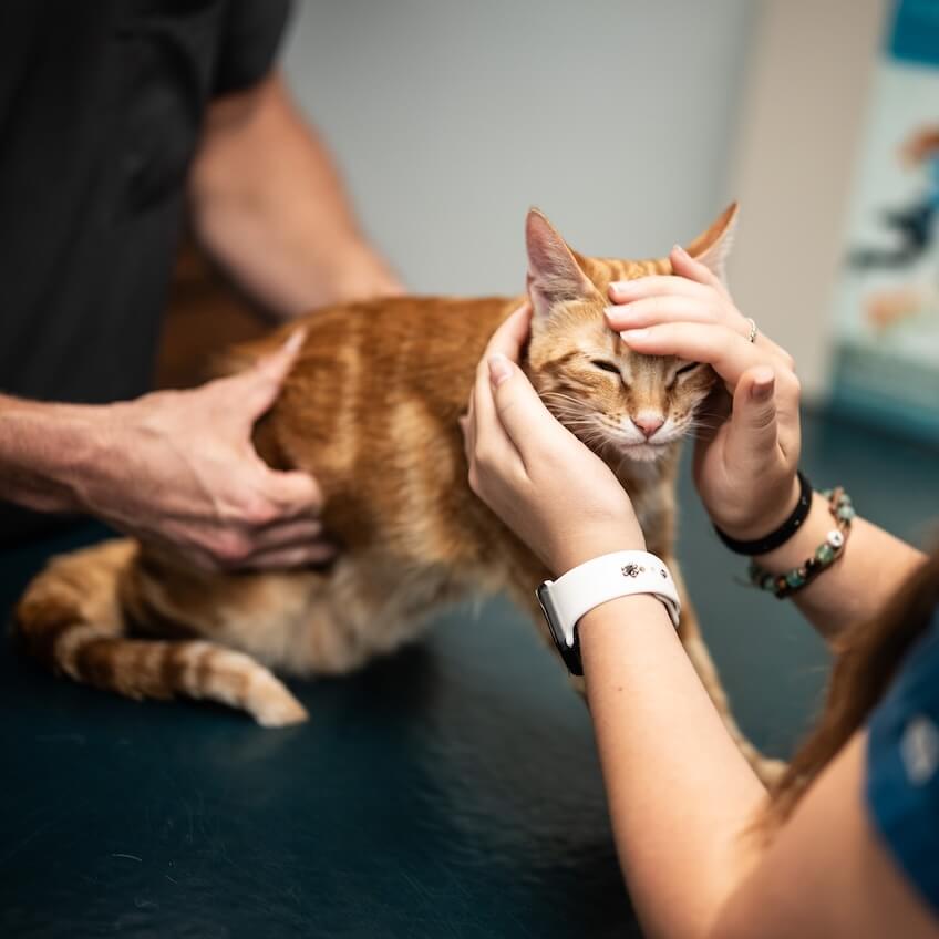 cat veterinarian in slidell la