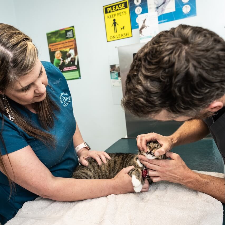 pet dentistry in Slidell LA