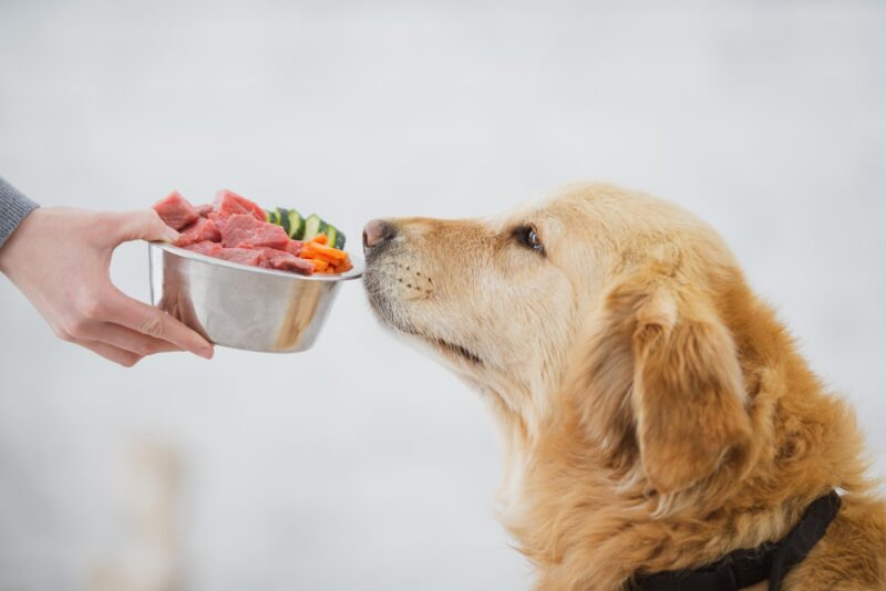 Dog smelling dish of food 