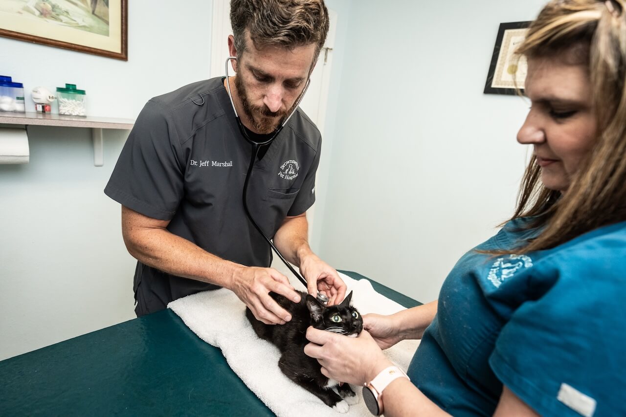 cat vaccinations 