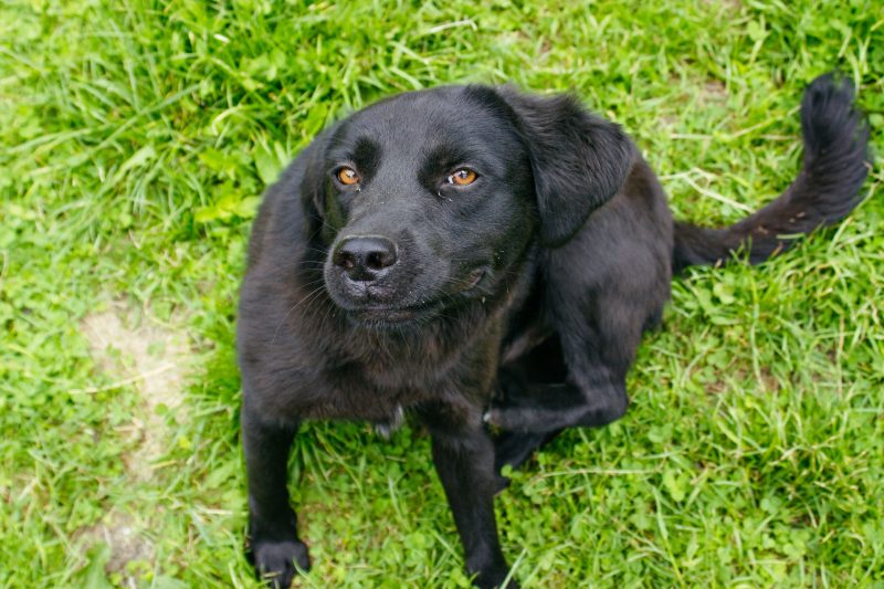 dog sitting in the grass and scratching
