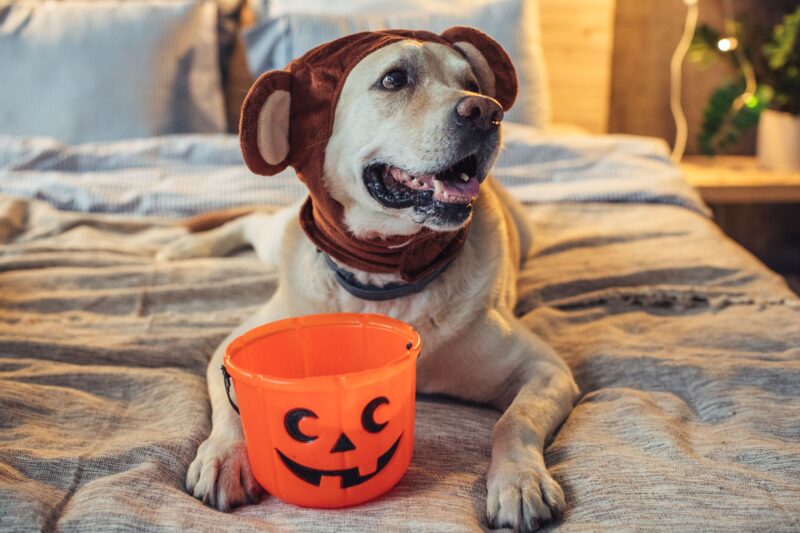Halloween bucket on bed with a dog 
