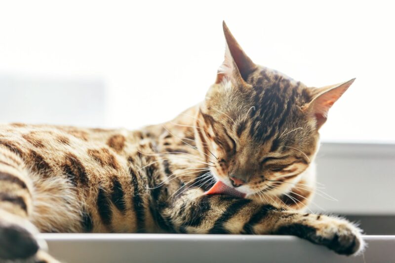 two dogs in a field Cat on a table inside the house licking its paw 