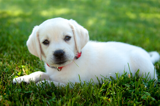puppy sitting in the grass