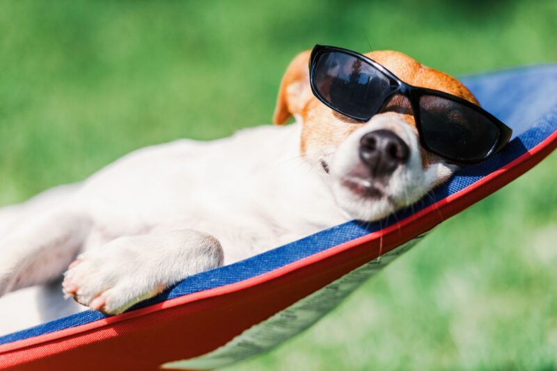 Dog on a hammock in the sun 
