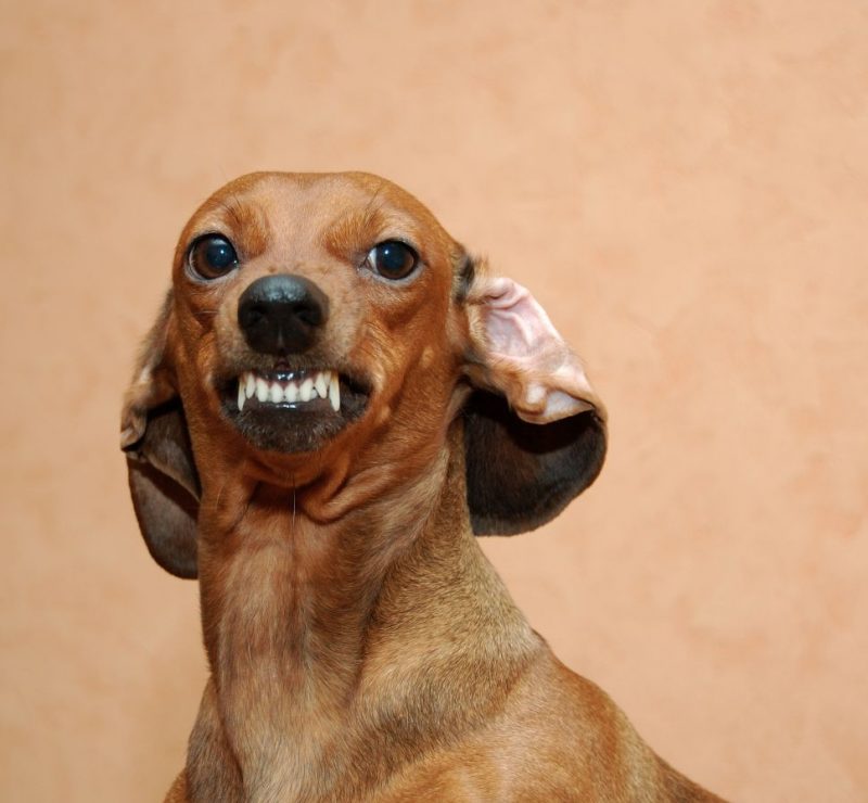Dog snarling 