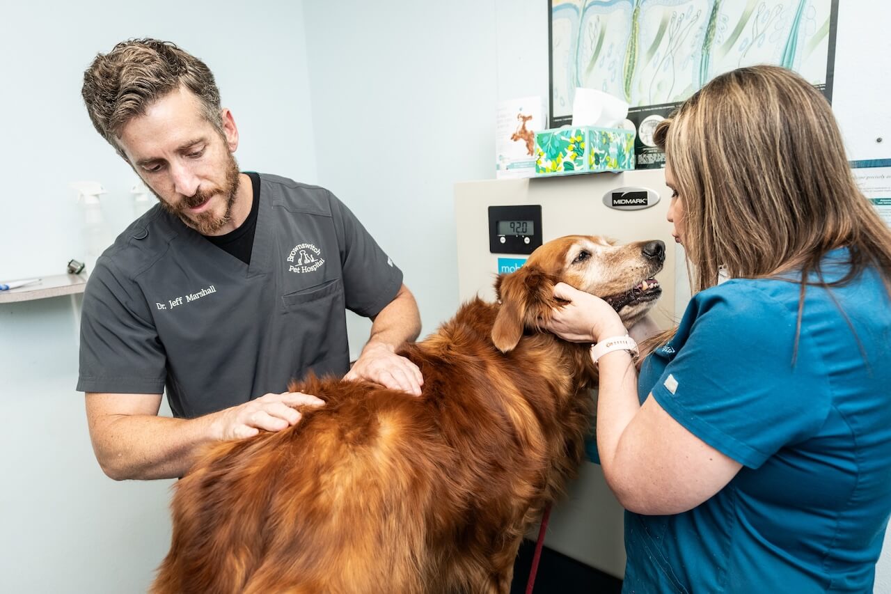 Dog allergies