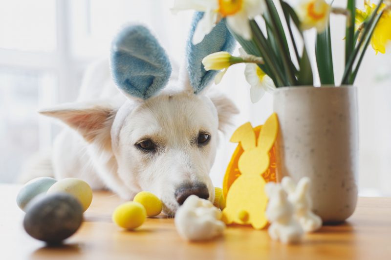 Dog sitting near a vase with flowers and easter eggs