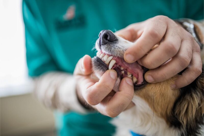dogs teeth getting checked at vet