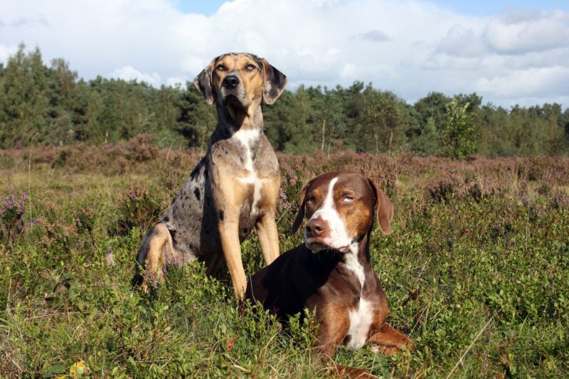 two dogs in a field 