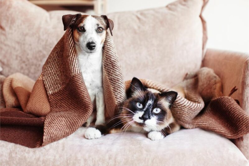 Dog and cat sitting on couch under a blanket