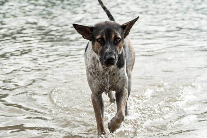 Dog walking in water near a lake 
