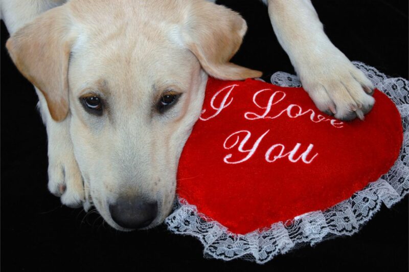 Dog with heart pillow