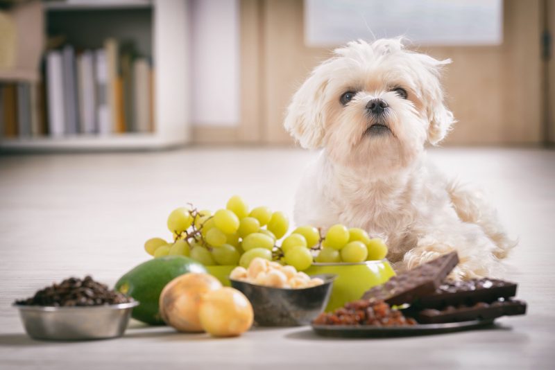 Dog sitting in front of different foods that dogs should not eat