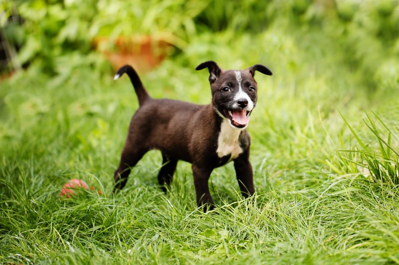 puppy in a field