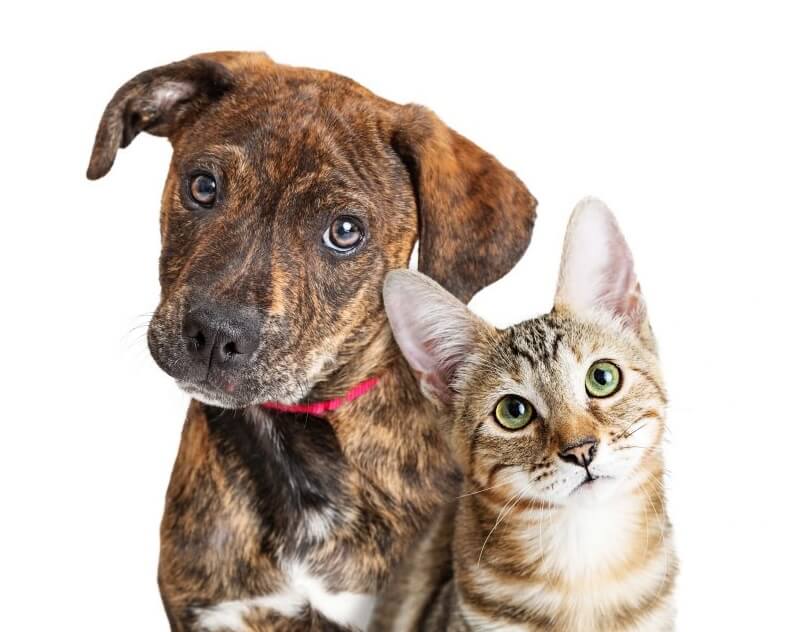 dog and a cat sitting for the photo 