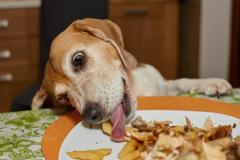 Dog licking food off the table at thanks giving 