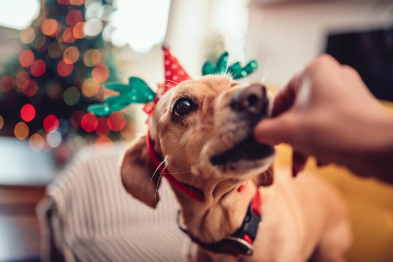 Dog eating treats