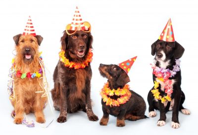 Dogs sitting together with party hats on 