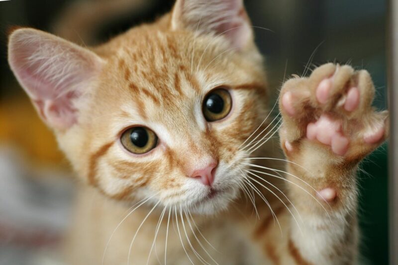 Cat with paw up 