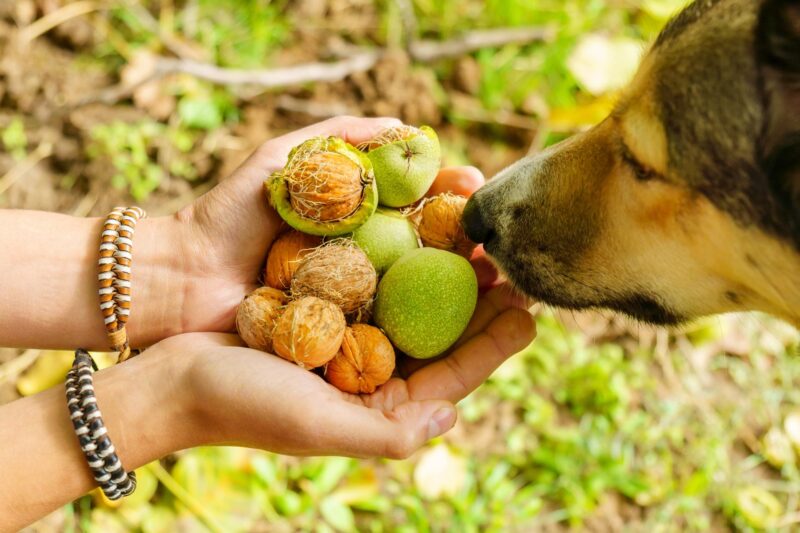 Dog smelling walnuts from some ones hands 