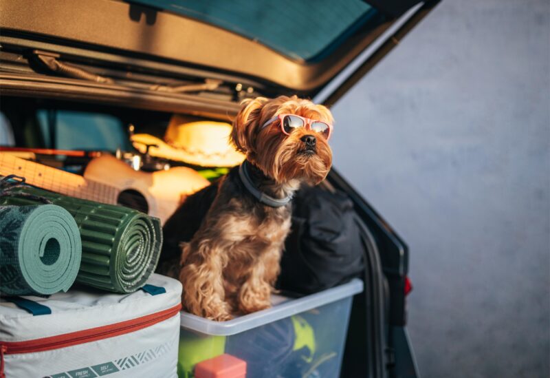 Dog sitting in the back of a car waiting to go on a trip 