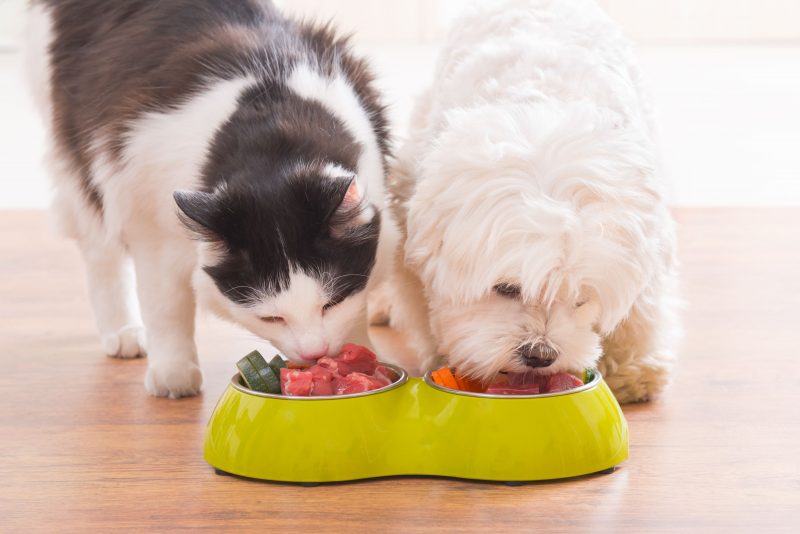 Dog and Cat eating food from a joint bowl