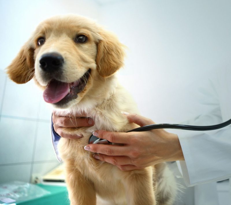 Dog getting a check up at the vet