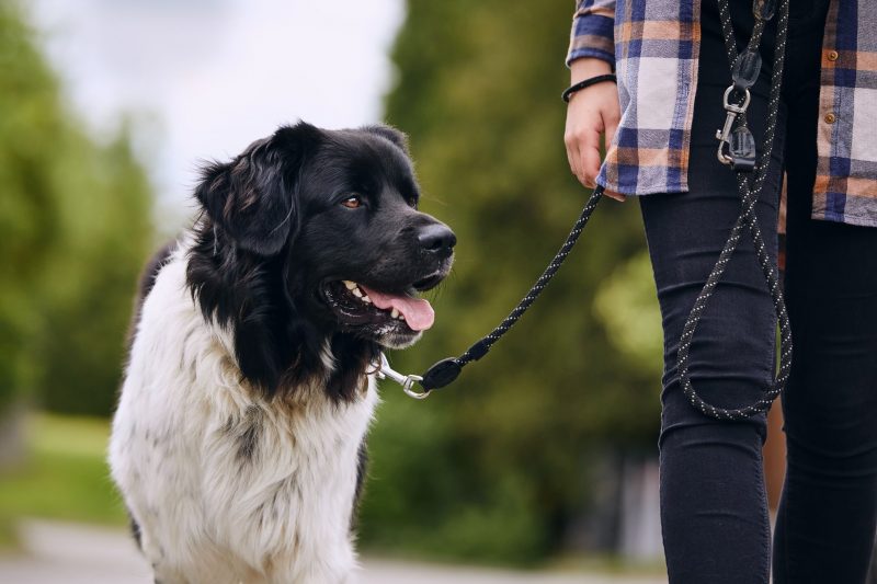 dog being walked