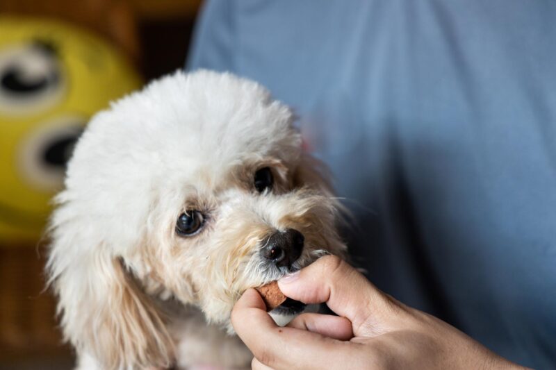 Dog heart worms